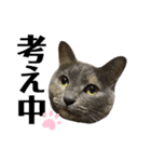 谷口家の3ニャン達(=^x^=)②（個別スタンプ：5）