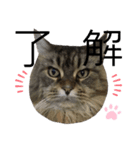 谷口家の3ニャン達(=^x^=)②（個別スタンプ：7）