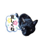 谷口家の3ニャン達(=^x^=)②（個別スタンプ：8）