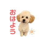おっけーのまる（個別スタンプ：1）