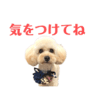 おっけーのまる（個別スタンプ：5）
