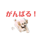 おっけーのまる（個別スタンプ：6）