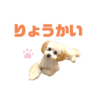 おっけーのまる（個別スタンプ：11）