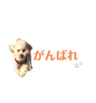 おっけーのまる（個別スタンプ：12）