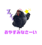 ジャッコちゃんとヘッコちゃん キモチ（個別スタンプ：8）