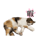 可愛いもみもみスタンプ（個別スタンプ：7）