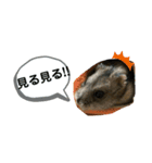 ちびハムちゃん8（個別スタンプ：15）