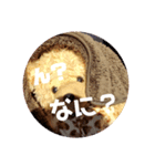 うちのくまスタンプ（個別スタンプ：1）