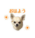 チワワのレオンくんスタンプ2（個別スタンプ：2）