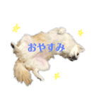 チワワのレオンくんスタンプ2（個別スタンプ：3）