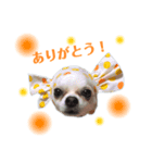 チワワのレオンくんスタンプ2（個別スタンプ：4）