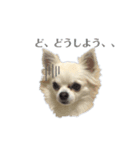 チワワのレオンくんスタンプ2（個別スタンプ：7）