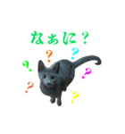 ねこのらら（個別スタンプ：3）