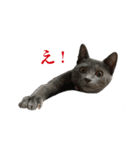 ねこのらら（個別スタンプ：10）