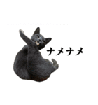 ねこのらら（個別スタンプ：12）