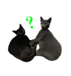 ねこのらら（個別スタンプ：14）