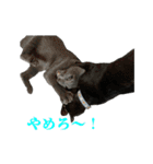 ねこのらら（個別スタンプ：22）
