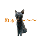 ねこのらら（個別スタンプ：24）