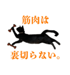 ねこのめめ（個別スタンプ：5）