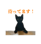 ねこのめめ（個別スタンプ：10）