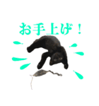 ねこのめめ（個別スタンプ：11）