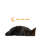 ねこのめめ（個別スタンプ：14）
