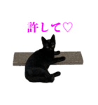 ねこのめめ（個別スタンプ：26）