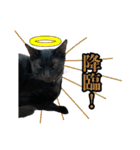 ねこのめめ（個別スタンプ：29）