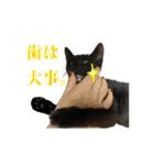 ねこのめめ（個別スタンプ：31）