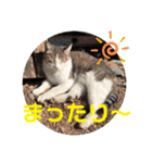 ドレッサーとその仲間たち☆その3（個別スタンプ：31）