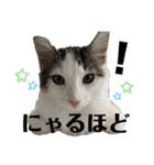 ノルウェージャンと愉快なにゃかま達（個別スタンプ：3）
