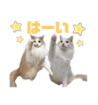 ノルウェージャンと愉快なにゃかま達（個別スタンプ：5）
