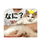 ノルウェージャンと愉快なにゃかま達（個別スタンプ：20）