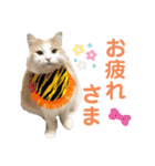ノルウェージャンと愉快なにゃかま達（個別スタンプ：22）
