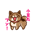 柴犬小豆スタンプ（個別スタンプ：1）