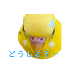 たまとなかまたち2（個別スタンプ：2）