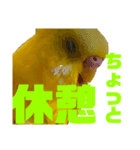 たまとなかまたち2（個別スタンプ：6）