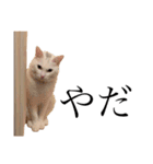 かぶち その2（個別スタンプ：20）