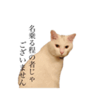 かぶち その2（個別スタンプ：37）