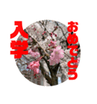 卒業 入学 おめでとう！！（個別スタンプ：5）