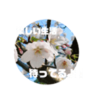 卒業 入学 おめでとう！！（個別スタンプ：6）