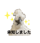 うこっけいのふうちゃん ごあいさつ（個別スタンプ：1）