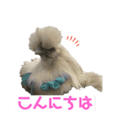 うこっけいのふうちゃん ごあいさつ（個別スタンプ：3）