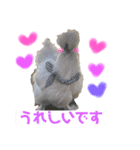 うこっけいのふうちゃん ごあいさつ（個別スタンプ：4）