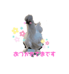 うこっけいのふうちゃん ごあいさつ（個別スタンプ：5）