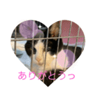 ちびみや13（個別スタンプ：3）