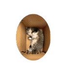 ちびみや13（個別スタンプ：7）
