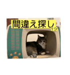 ちびみや13（個別スタンプ：10）