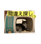 ちびみや13（個別スタンプ：11）