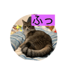 ちびみや13（個別スタンプ：13）